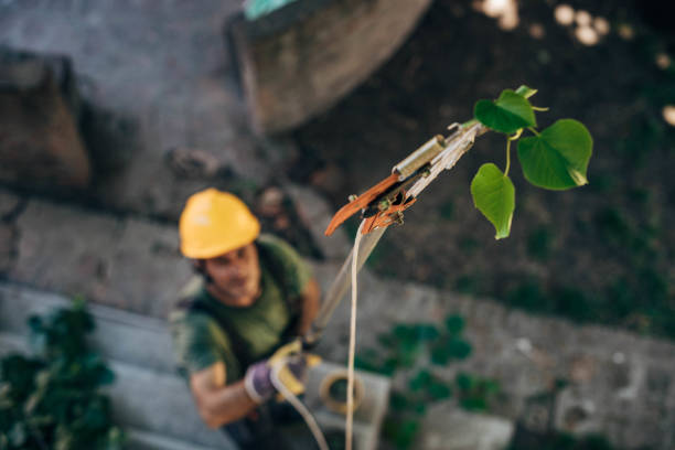 The Steps Involved in Our Tree Care Process in Paris, AR